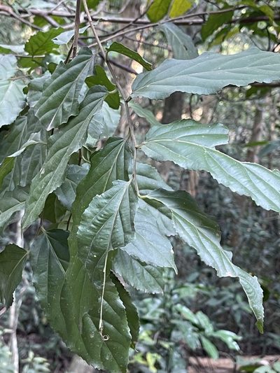 Flacourtia rukam, photographed by Yj