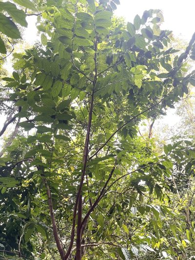 Flacourtia rukam, photographed by Yj
