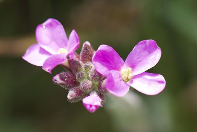 Arabis blepharophylla, photographed by Arvel Hernandez