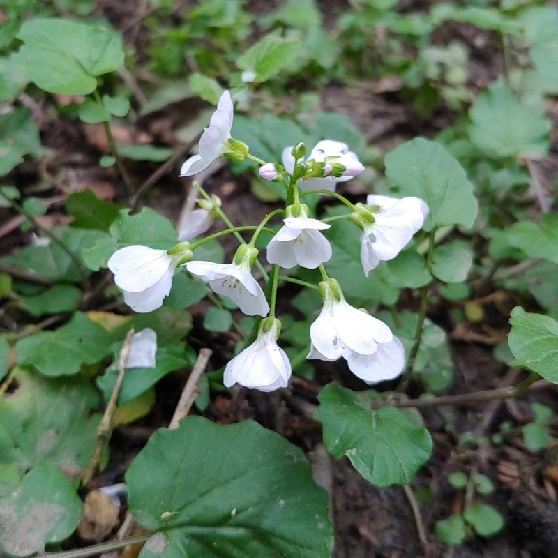 Cardamine tenera, photographed by Evgenii Iaitskii
