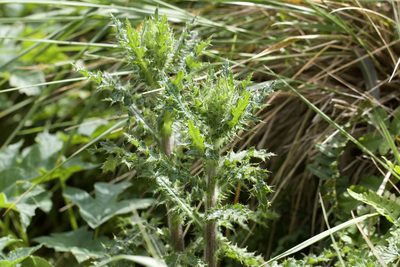Cirsium brevistylum, photographed by Arvel Hernandez