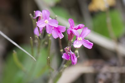 Arabis blepharophylla, photographed by Arvel Hernandez