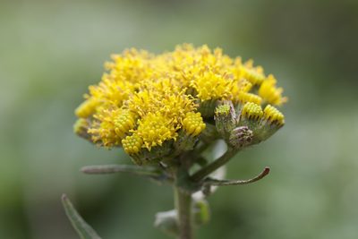 Senecio aronicoides, photographed by Arvel Hernandez