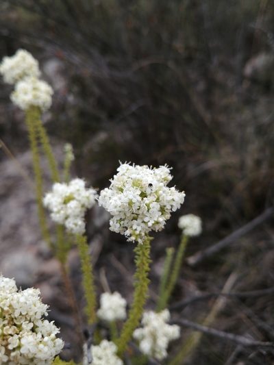 Selago singularis, photographed by Danie Palm