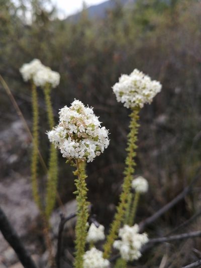 Selago singularis, photographed by Danie Palm