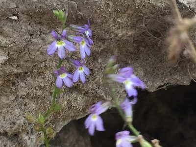 Lobelia berlandieri, photographed by Karla M. Benítez