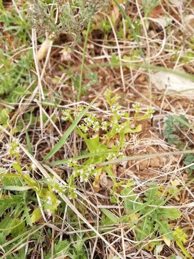 Valeriana eriocarpa, photographed by David Delon