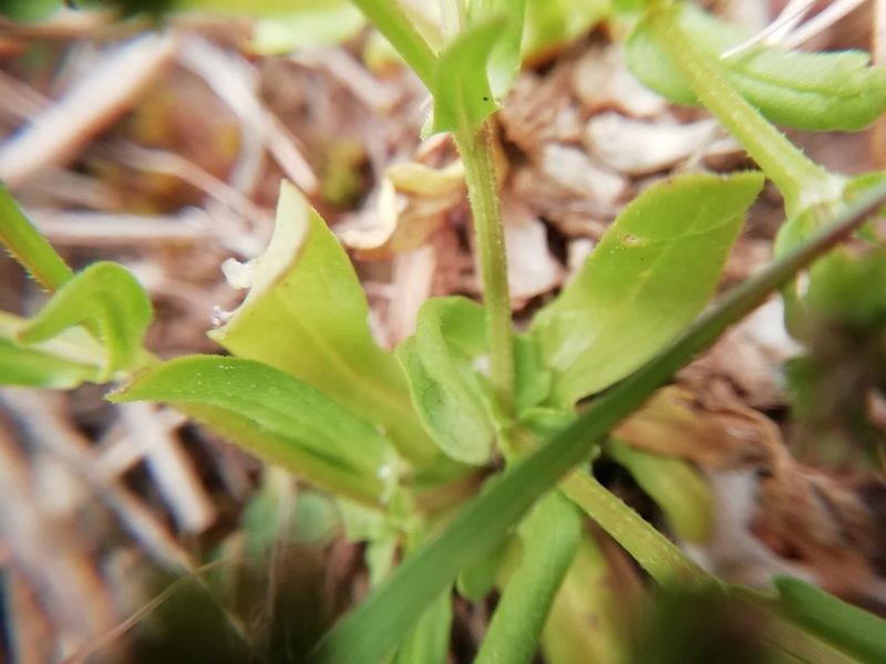 Valeriana eriocarpa, photographed by David Delon