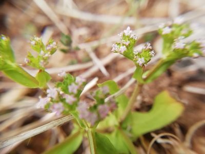 Valeriana eriocarpa, photographed by David Delon