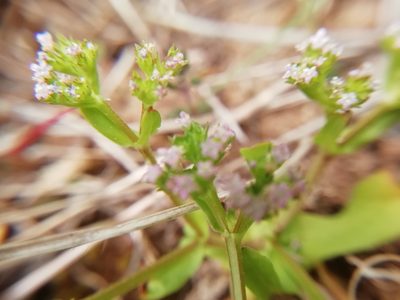 Valeriana eriocarpa, photographed by David Delon