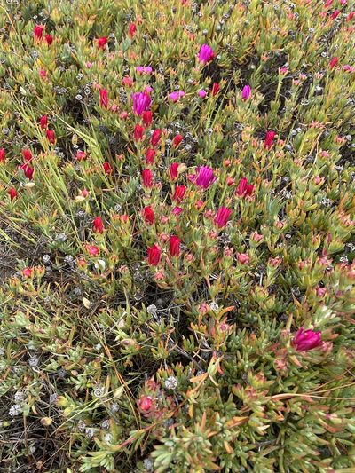 Lampranthus spectabilis, photographed by Rocky Ordoñez