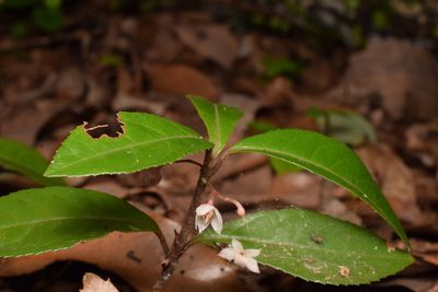 Ardisia japonica, photographed by heikindai_87