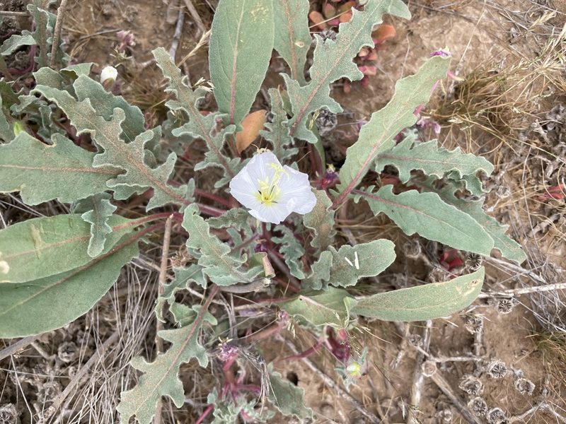 Oenothera wigginsii, photographed by Jim Riley