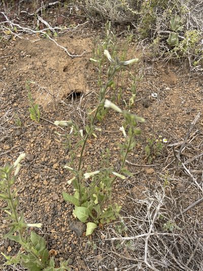 Nicotiana clevelandii, photographed by Jim Riley