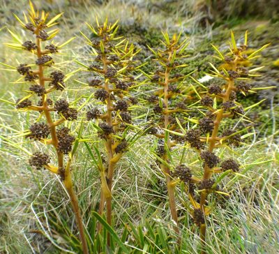 Aciphylla hectori, photographed by Steve Kerr