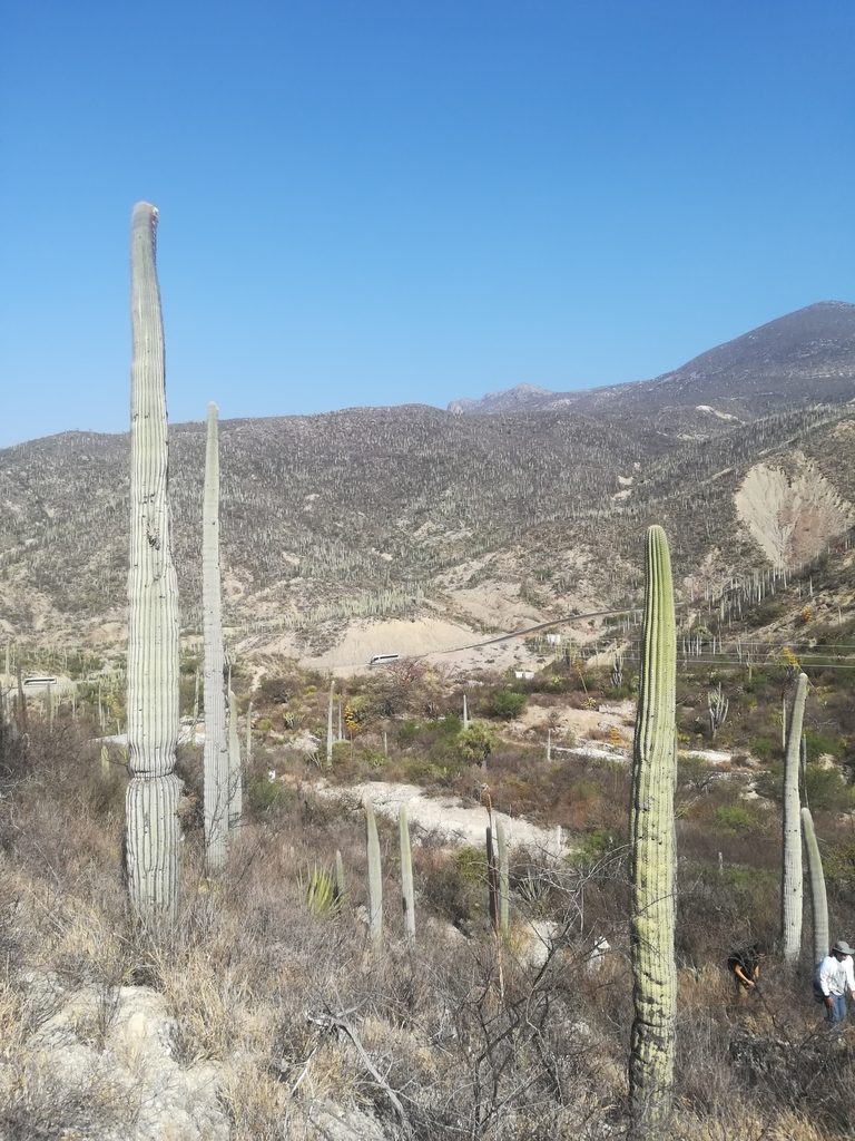 Cephalocereus columna-trajani, photographed by Erick Vélez Sánchez