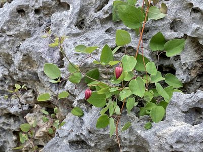 Clematis texensis, photographed by Sue Carnahan
