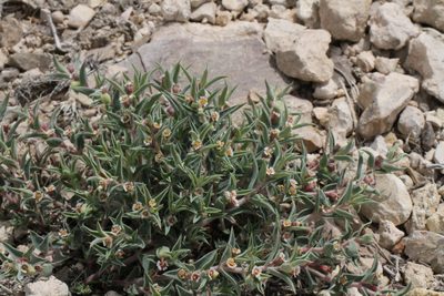 Euphorbia acuta, photographed by Reid Hardin