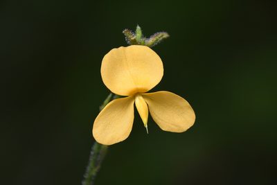 Chapmannia floridana, photographed by Mike Ostrowski