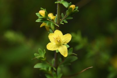 Seymeria pectinata