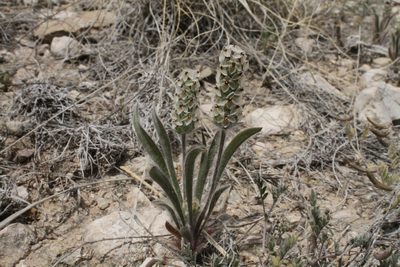 Plantago helleri, photographed by Reid Hardin