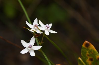 Asclepias feayi, photographed by Mike Ostrowski