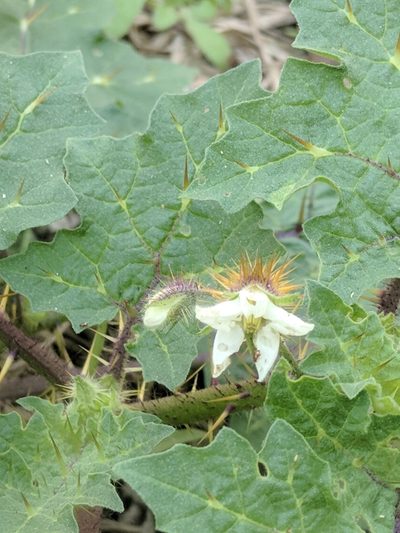 Solanum campechiense, photographed by Eric Knight