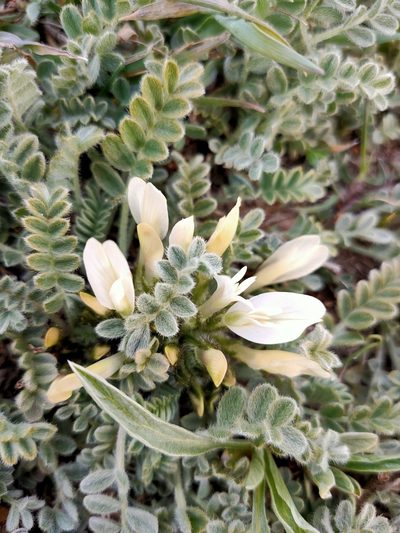 Astragalus rupifragus, photographed by Евгений Егорейченков