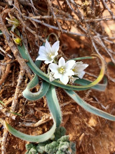 Ornithogalum fimbriatum, photographed by Евгений Егорейченков