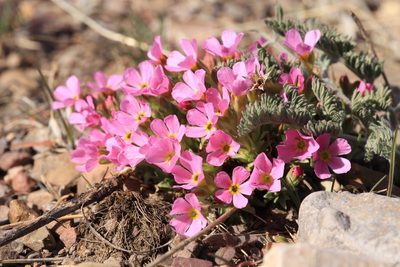 Androsace montana
