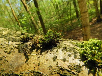 Ulota crispa, photographed by Susan Marley