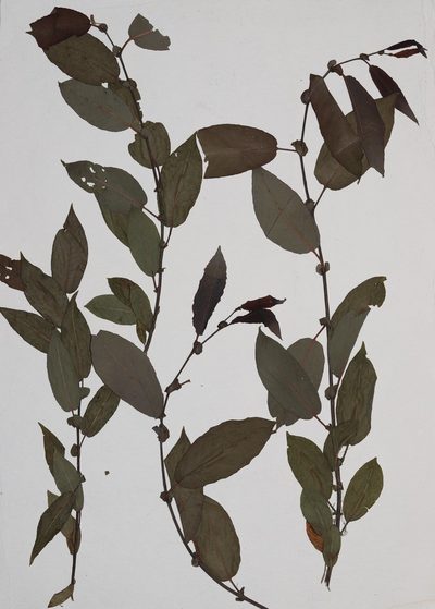 Salix pseudomonticola, photographed by Allan Harris