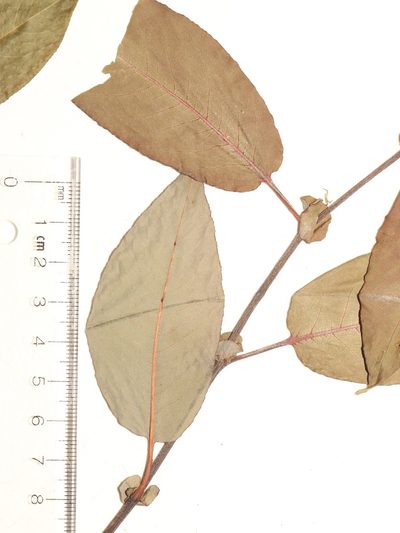 Salix pseudomonticola, photographed by Allan Harris