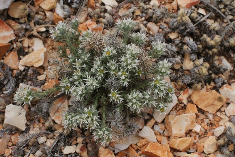Paronychia wilkinsonii, photographed by Reid Hardin