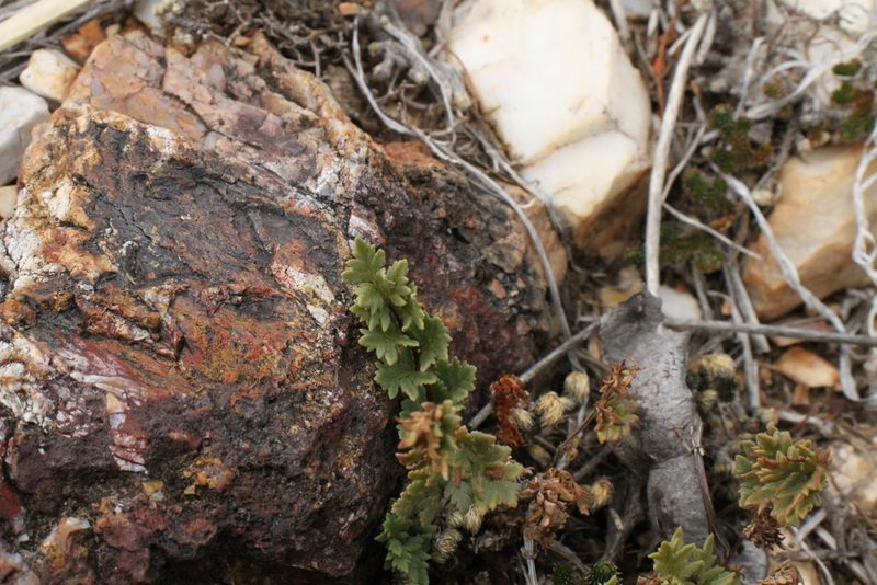 Notholaena lemmonii, photographed by Reid Hardin