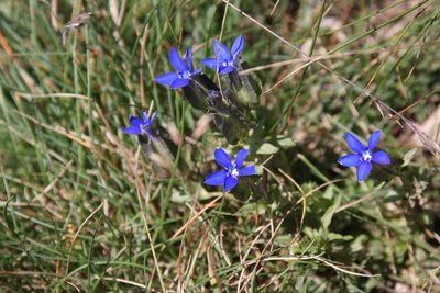 Gentiana utriculosa, photographed by Marija Blagović