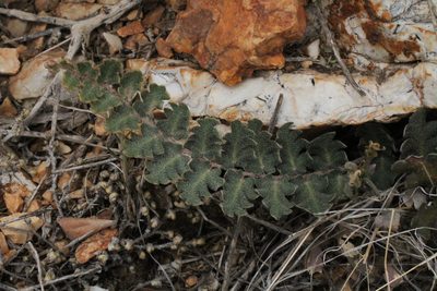 Myriopteris aurea, photographed by Reid Hardin
