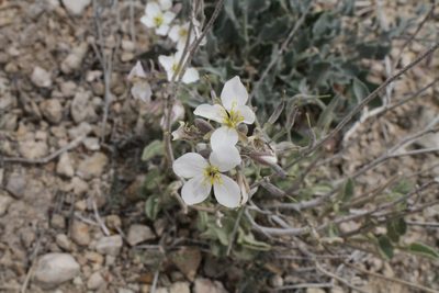 Nerisyrenia camporum, photographed by Reid Hardin