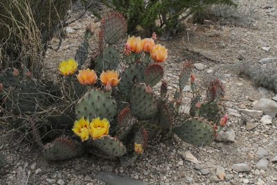 Opuntia azurea, photographed by Reid Hardin