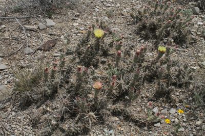 Grusonia aggeria, photographed by Reid Hardin