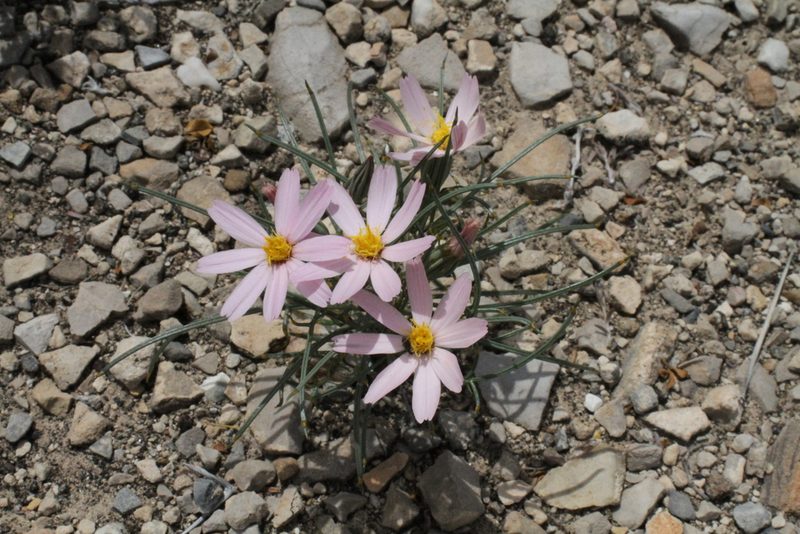 Nicolletia edwardsii, photographed by Reid Hardin