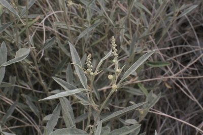 Croton bigbendensis, photographed by Reid Hardin