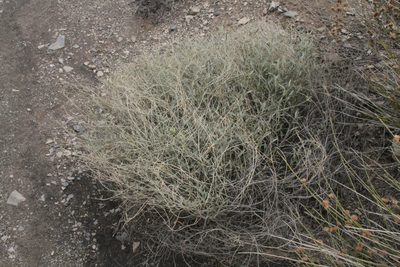 Croton bigbendensis, photographed by Reid Hardin