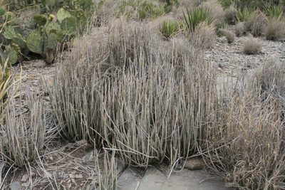Euphorbia antisyphilitica, photographed by Reid Hardin