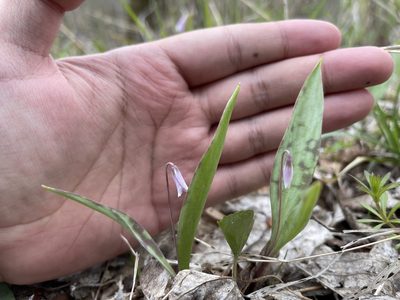 Erythronium propullans, photographed by Brandon Corder