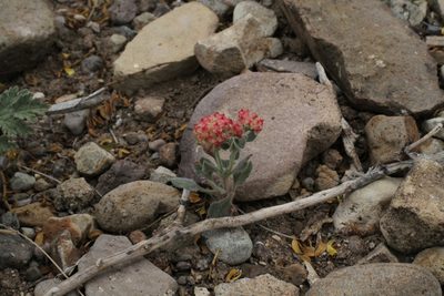 Eriogonum abertianum, photographed by Reid Hardin