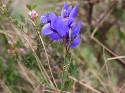 Polygala microphylla, photographed by David Boso
