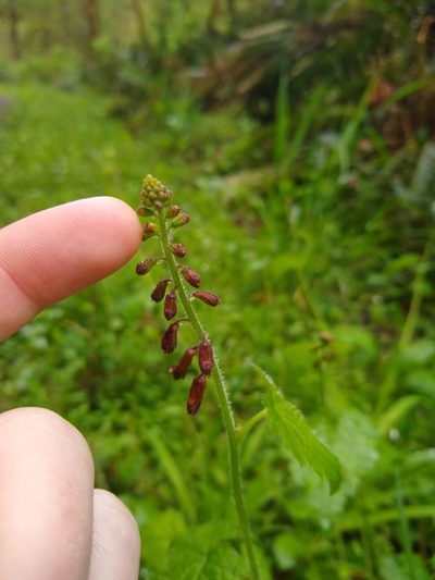 Tolmiea diplomenziesii, photographed by Sean Haight