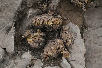 Selaginella lepidophylla, photographed by Reid Hardin