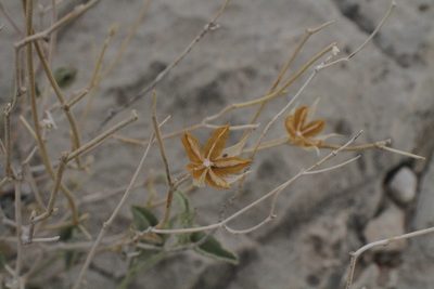 Hibiscus denudatus, photographed by Reid Hardin